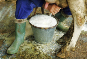 Leche cruda