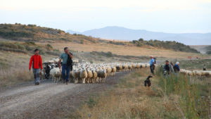 Trashumancia en España