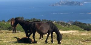 Galicia
