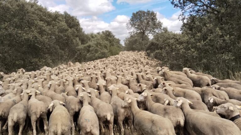 Rebaño de ovejas en el campo
